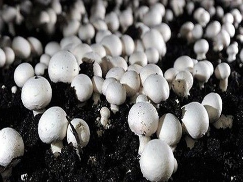 تصویر 3 از خرید قارچ دکمه ای جنگلی + قیمت فروش استثنایی